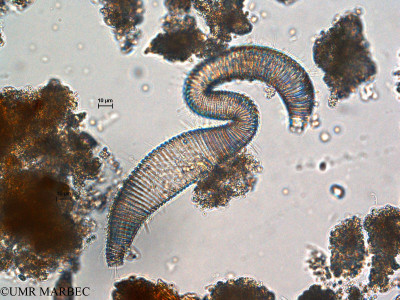 phyto/Scattered_Islands/europa/COMMA April 2011/Polychaeta(copy)_thumb.jpg